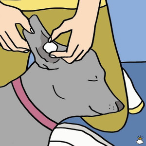 Ear Infections/Hot Spots