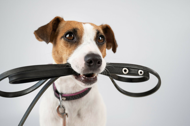 B2TR Foster Leash