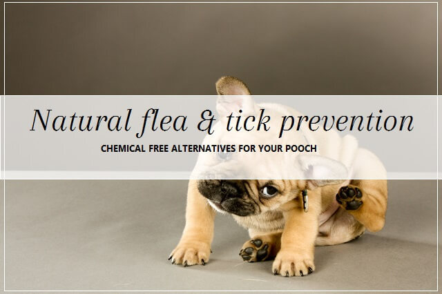 Flea & Tick image