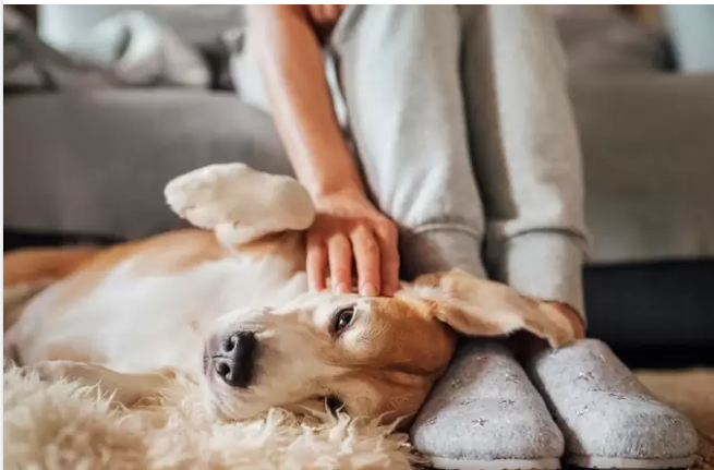 Anxiety/Calming/Stress image