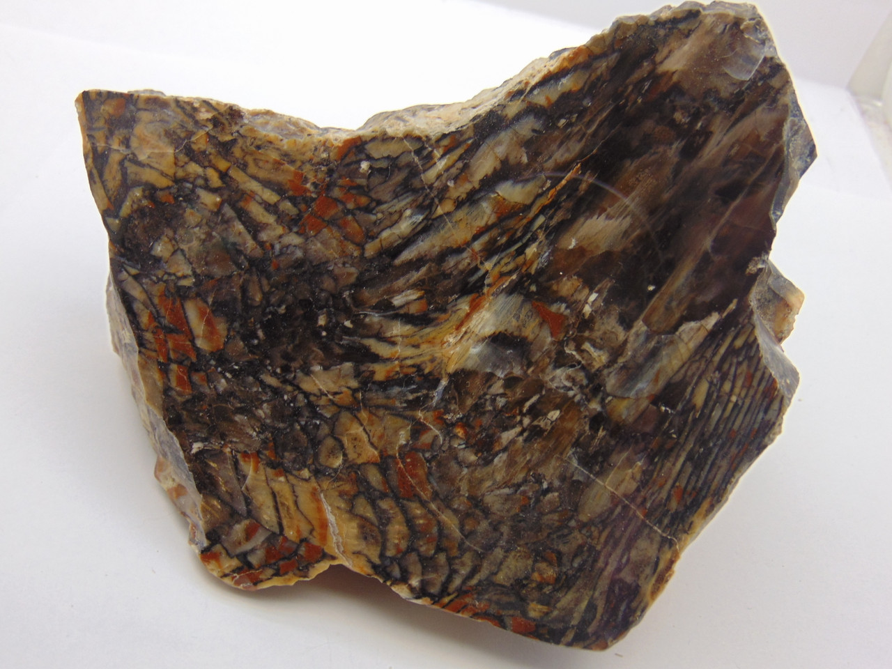 Petrified Wood Cherry Creek Nevada Rock 