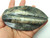 Orthoceras Fossil Ammonite Cephalopod 500 Million Yrs Old Matrix Extinct Marine