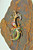Bird of Paradise Pin Mardi Gras Colors Rhinestone Crystal Brooch DazzleCity