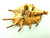 Lambis Scorpius Spider Conch Seashell Scorpion 6" 150mm Shell Tiger DazzleCity v
