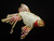 Fish Pin Koi Beta Goldfish Carp Brooch Fins Rhinestone Crystal