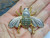 Bee Pin Brooch Bug Rhinestone Insect Elegant Sapphire Crystal BeadRage