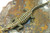 5.5" Crocodile Alligator Pin Brooch Crock Pendant Rhinestone Crystal DazzleCity