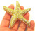 Starfish Shell Pin Rhinestone Crystal Coral Minty