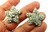 Starfish Leaf Clip Earrings Flower Rhinestone Crystal 2 Pair