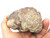 Dinosaur Coprolite Fossil Rock Dinosaur Poop