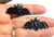 Black Bat Earrings Halloween Dracula Rhinestone Crystal DazzleCity