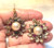 Vintage 1980 Sunflower Earrings Rhinestone Pearl OOAK DazzleCity