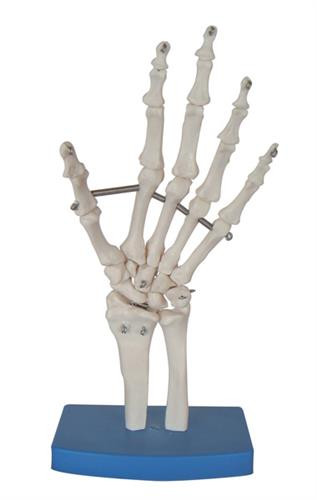 Hand Model (Life size)
