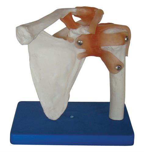 Shoulder Joint model
