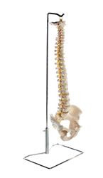 Highly detailed life-size model shows all significant features of each vertebra