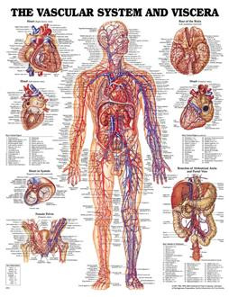 THE VASCULAR SYSTEM POSTER, 51X66CM