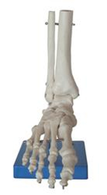 Life Size Foot Joint
Demonstrates all foot functions and the external anatomical structures. Made of PVC plastic, natural size. Life Size Foot Joint
Demonstrates all foot functions and the external anatomical structures. Made of PVC plastic, natural size.