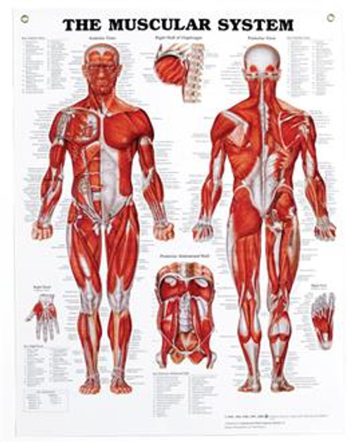 THE MUSCULAR SYSTEM POSTER, 51X66CM