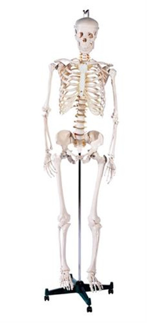 Life Size Skeleton 180cm Tall with Stand Life Size Skeleton 180cm Tall with Stand