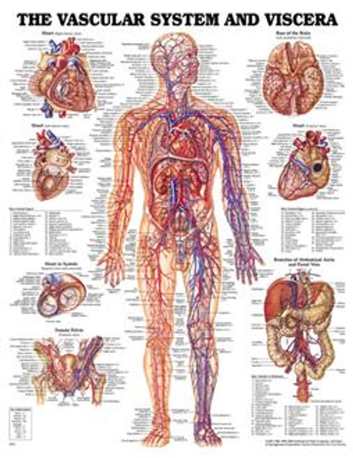 THE VASCULAR SYSTEM POSTER, 51X66CM