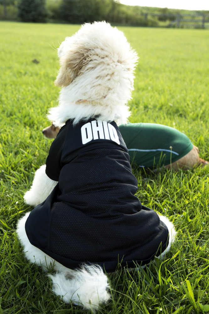 dog football jersey