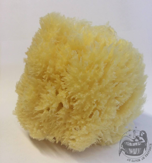 Grass Sea Sponge