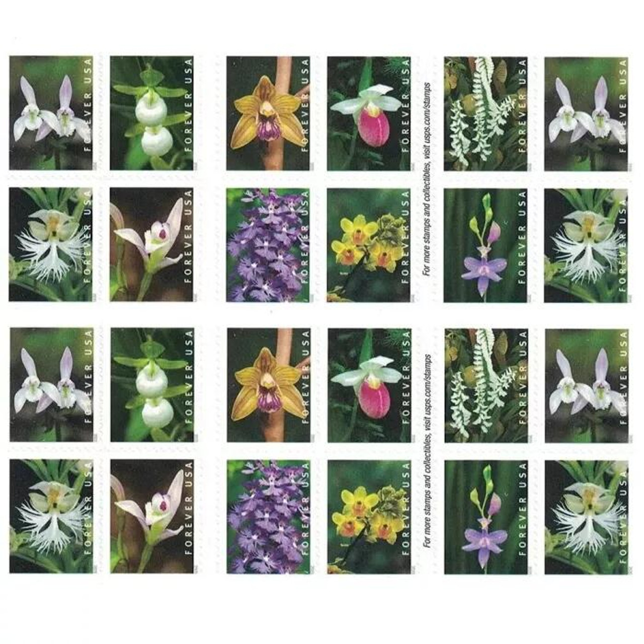  Wild Orchids Flowers Book of 20 Current First Class Postage  Stamps Scott 5444 : Office Products