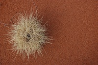 What is Spinifex? Why Does it Mean More Jobs and Better Condoms? What is Spinifex? Why Does it Mean More Jobs and Better Condoms?