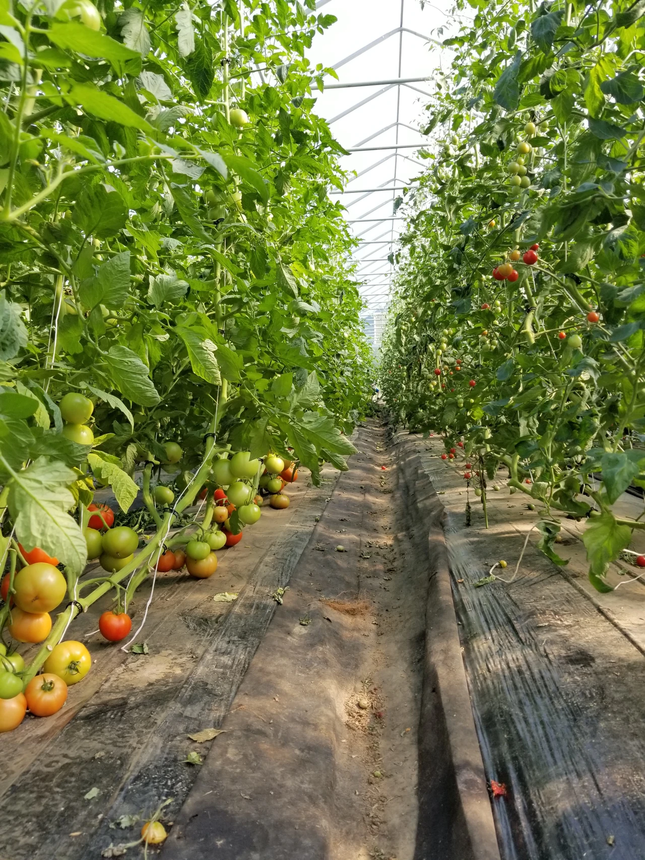 Rows of tomato plants growing inside a covered structure.