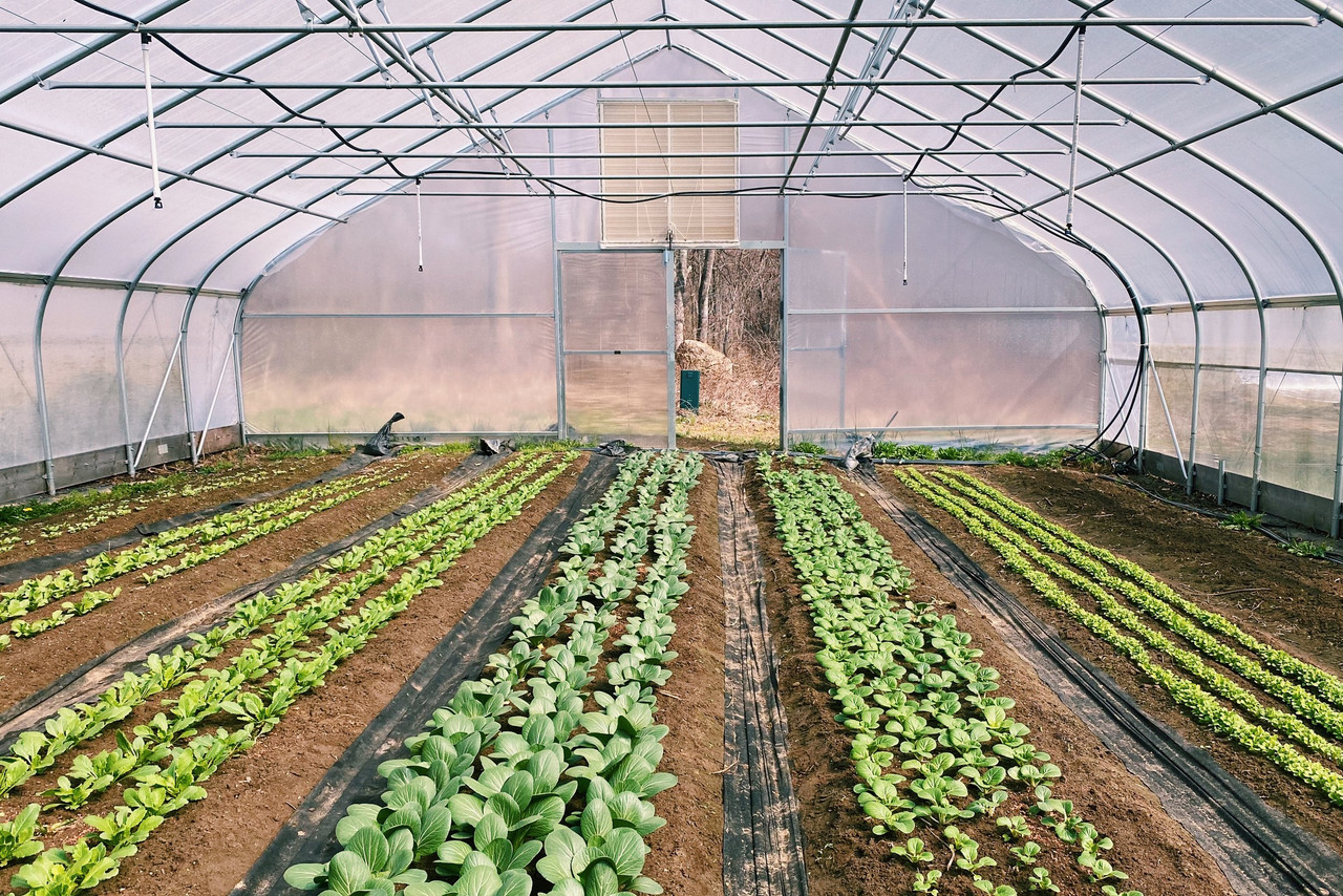 Crops growing inside a CT Greenhouse Grower Series NRCS high tunnel