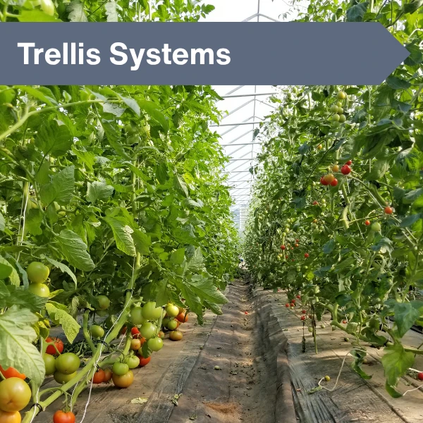 Maximizing Your Growing Space: The Complete Guide to Greenhouse Trellising