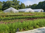 BFG Supply Alternatives for Commercial Growers (2026)