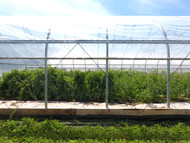 Where to Buy Greenhouse Supplies When Your Distributor Is Changing Hands