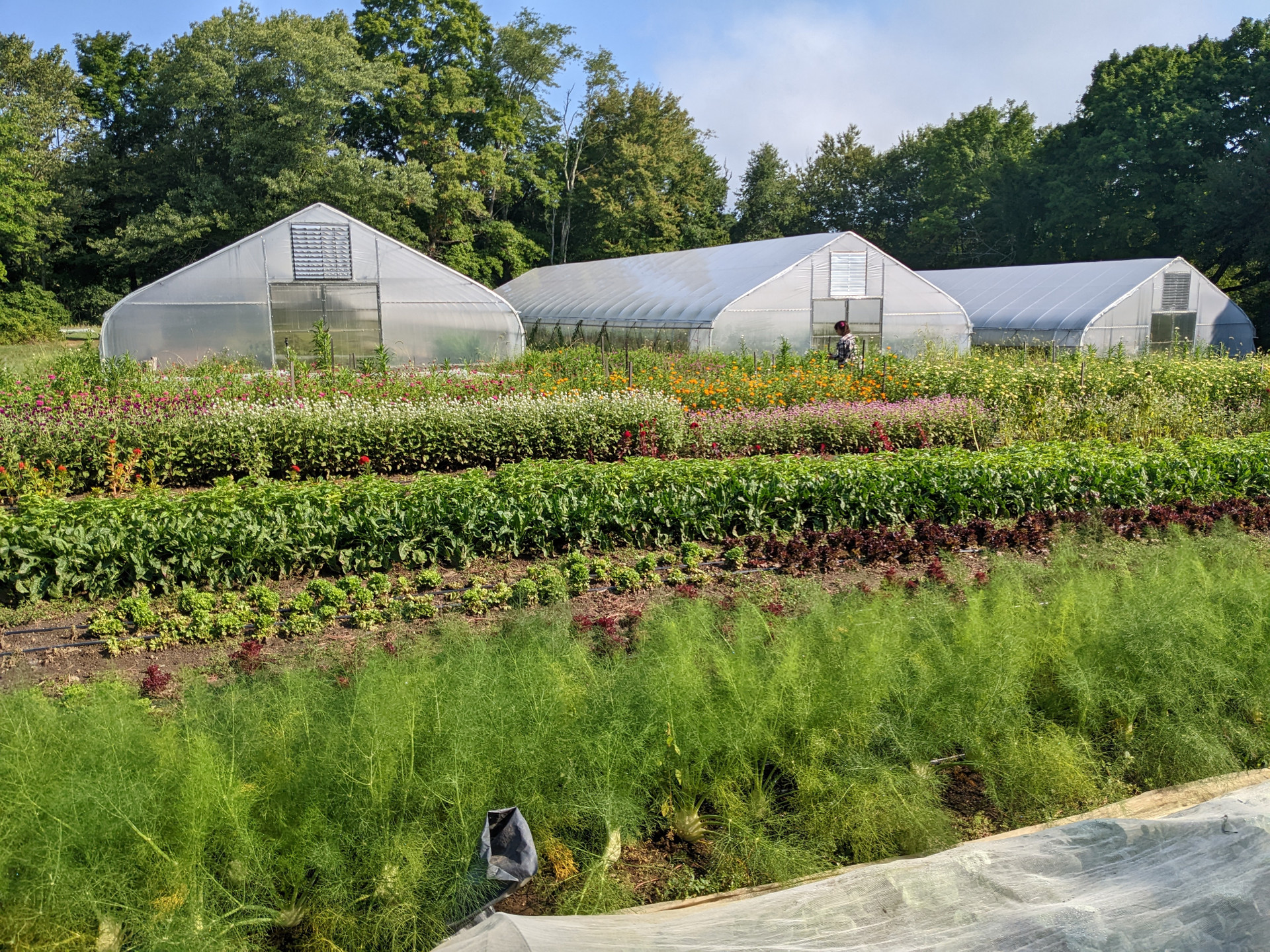 CT Greenhouse: built by farmers, for farmers