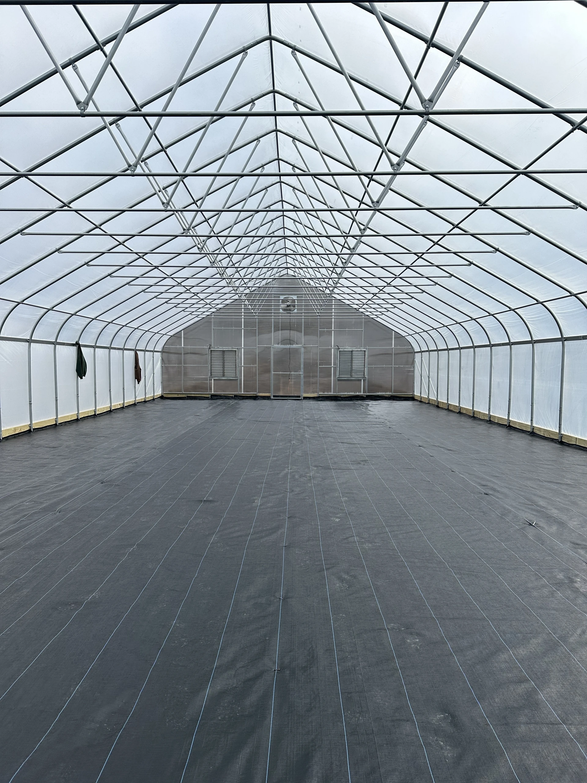 Inside a new greenhouse frame, ground cover down