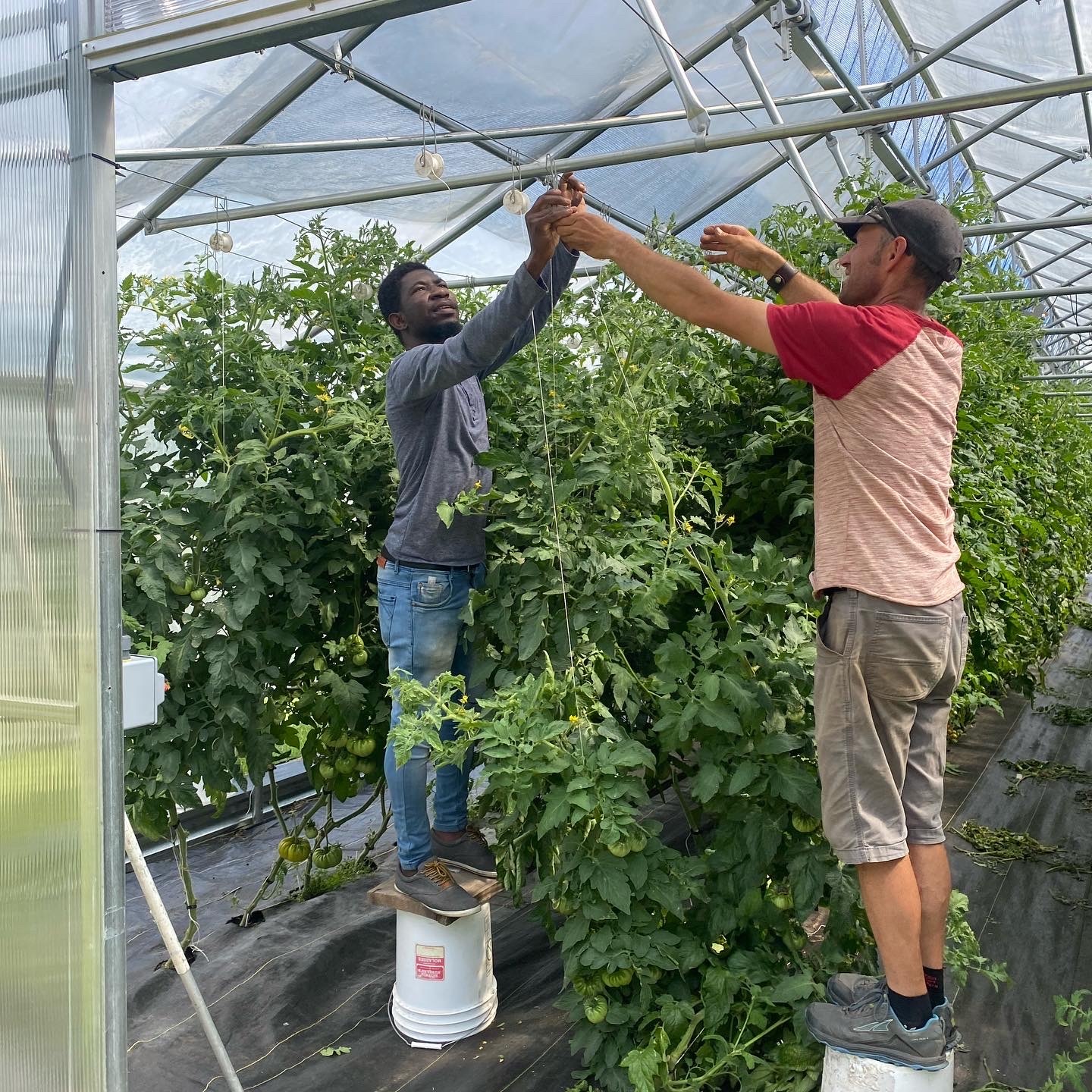 CT Greenhouse Trellis and Roller Hoooks