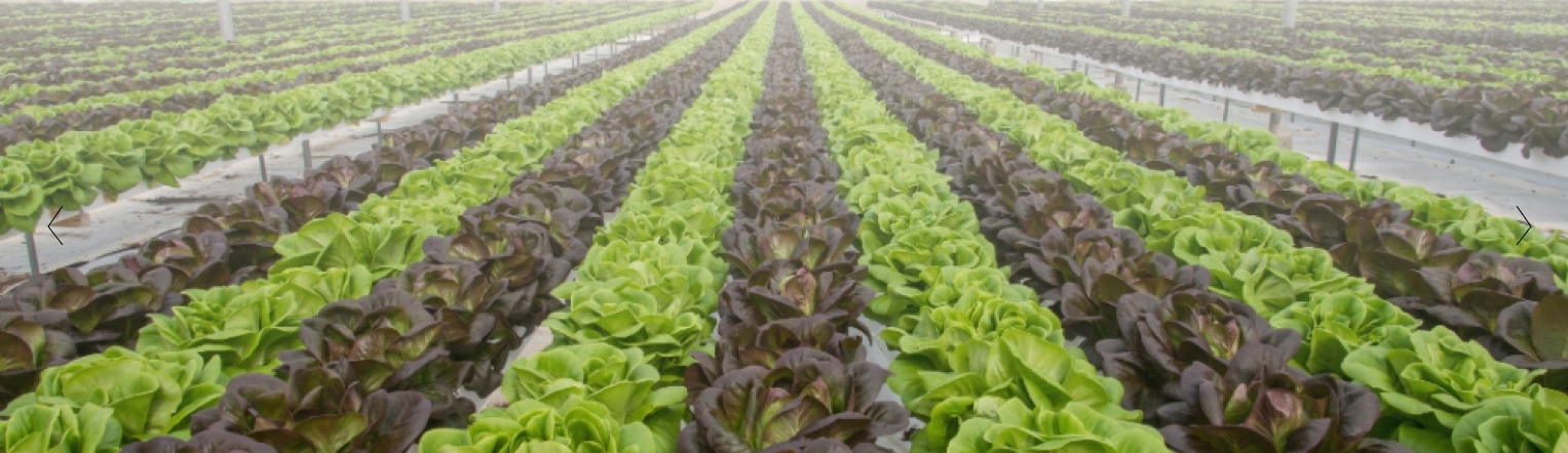 Background photo of freshly harvested green lettuce in a greenhouse environment