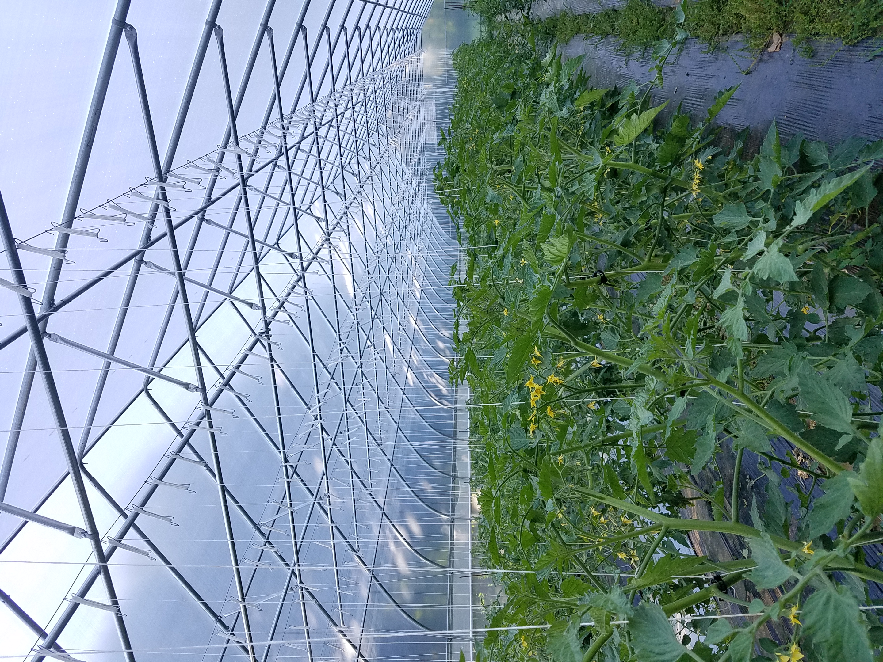 CT Greenhouse Trellis Pipes and Tomato Clips