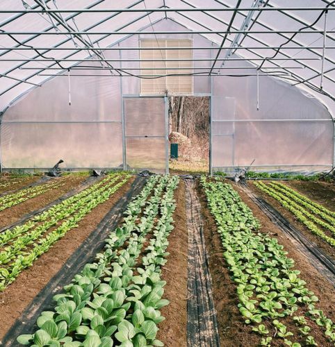 Inside CT Greenhouse High Tunnel Farming