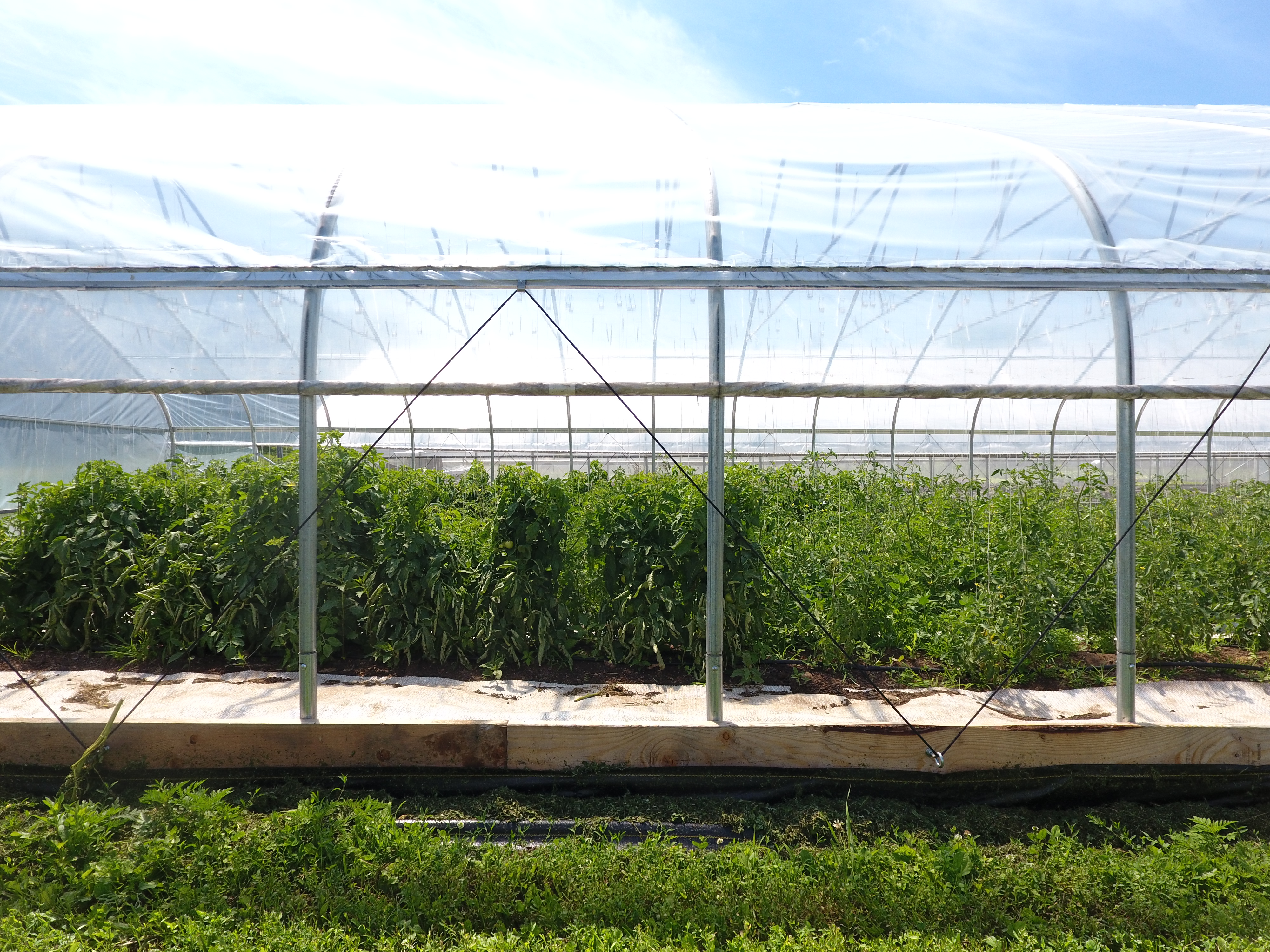 Where to Buy Greenhouse Supplies When Your Distributor Is Changing Hands