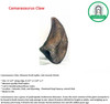 Camarasaurus Claw | Museum quality fossil replica| Size: 11 1/2" along edge, 8 1/2" x 5 1/4" x 2"
