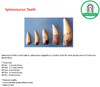 Spinosaurus Teeth | Fossil replicas| Spinosaurus aegyptiacus| Size 3.11 Inch to 6 inches | Museum quality