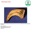 Velociraptor Raptor Claw | Size: 2.2 inch | vicious killer dinosaur 