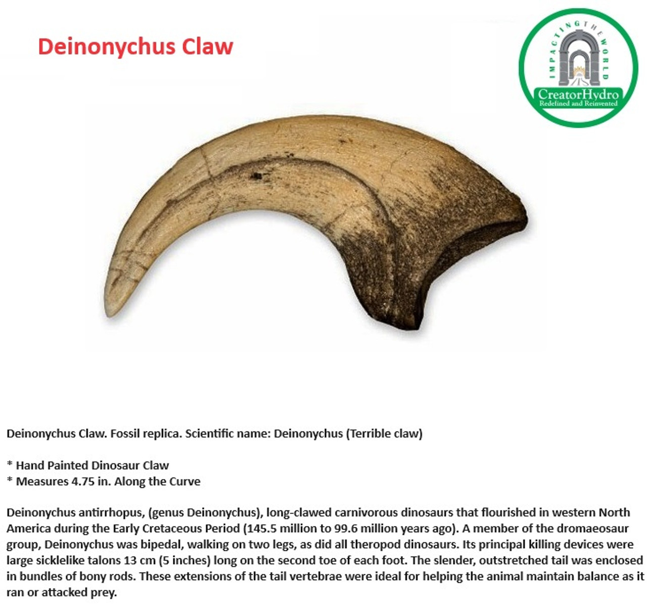 Deinonychus Claw | Size - 4.75 in | Dinosaur Claw