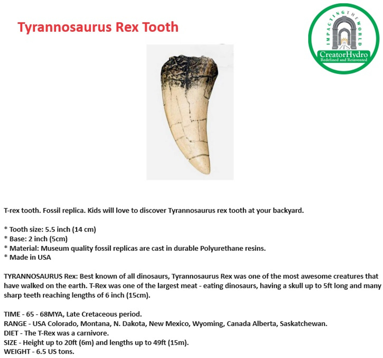 T-rex tooth. Fossil replica| Tooth size: 5.5 inch |Museum quality fossil replicas |TYRANNOSAURUS Rex 
