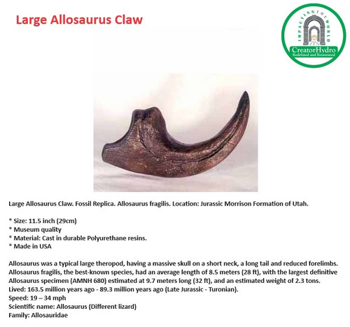 Large Allosaurus Claw. Fossil Replica. Allosaurus fragilis. Location: Jurassic Morrison Formation of Utah.

Size: 11.5 inch (29cm)
* Museum quality
* Material: Cast in durable Polyurethane resins.
*Made in USA

Allosaurus was a typical large theropod, having a massive skull on a short neck, a long tail and reduced forelimbs. Allosaurus fragilis, the best-known species, had an average length of 8.5 meters (28 ft), with the largest definitive Allosaurus specimen (AMNH 680) estimated at 9.7 meters long (32 ft), and an estimated weight of 2.3 tons. Lived: 163.5 million years ago - 89.3 million years ago (Late Jurassic - Turonian).
Speed: 19-34 mph
Scientific name: Allosaurus (Different lizard)
Family: Allosauridae