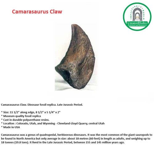Camarasaurus Claw | Museum quality fossil replica| Size: 11 1/2" along edge, 8 1/2" x 5 1/4" x 2"
