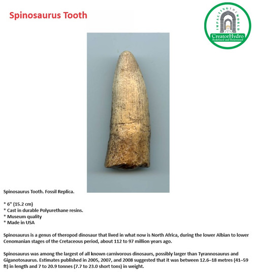 Spinosaurus Tooth. Fossil Replica| theropod dinosaur| Size - 6 Inch | carnivorous dinosaurs