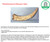 Therizinosaurus Claw. Dinosaur fossil replica | Size - 22 Inch