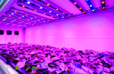 LED para Cultivos